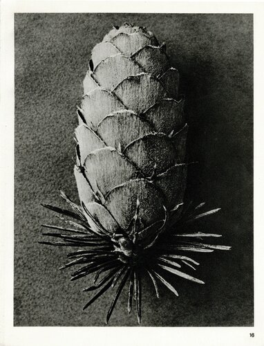 Plate 16- Larix dicidua van Karl Blossfeldt, Fotografie te koop op Singulart