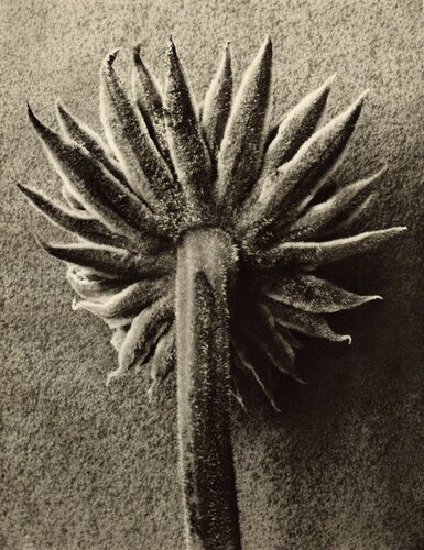 Plate 109- Seseli gummiferum van Karl Blossfeldt, Fotografie te koop op Singulart