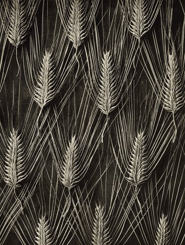 Plate 55- Hordeum distichum van Karl Blossfeldt, Fotografie te koop op Singulart