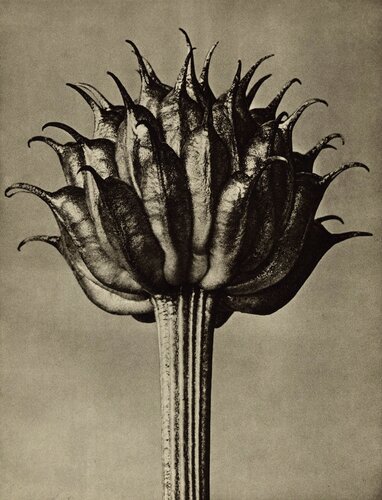 Trollius ledebourü van Karl Blossfeldt, Fotografie te koop op Singulart