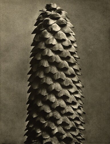 Plate 119 - Picea excelsa van Karl Blossfeldt, Fotografie te koop op Singulart