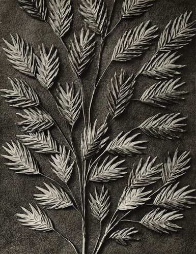Uniola latifolia van Karl Blossfeldt, Fotografie te koop op Singulart