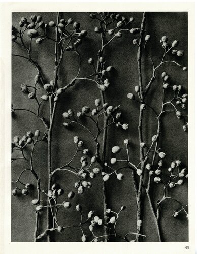 Plate 61- Pirus alnifolia van Karl Blossfeldt, Fotografie te koop op Singulart