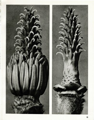 Plate 18- Magnolia denudata X precia van Karl Blossfeldt, Fotografie te koop op Singulart