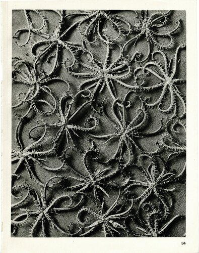 Plate 34 - Koelpinia linearis van Karl Blossfeldt, Fotografie te koop op Singulart