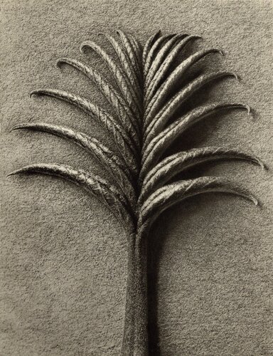 Pterocarya fraxinifolia van Karl Blossfeldt, Fotografie te koop op Singulart