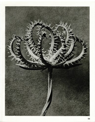 Plate 53- Koelpinia linearis (Compositae) van Karl Blossfeldt, Fotografie te koop op Singulart