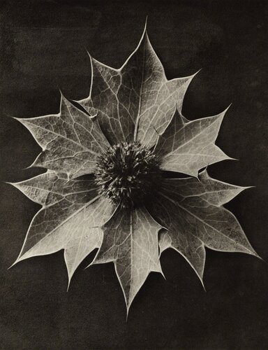 Eryngium maritimum van Karl Blossfeldt, Fotografie te koop op Singulart