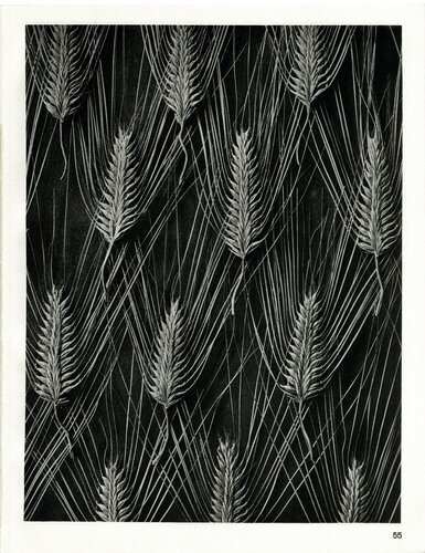 Plate 55- Hordeum distichum van Karl Blossfeldt, Fotografie te koop op Singulart