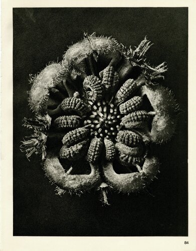 Plate 84- Calendula officinalis van Karl Blossfeldt, Fotografie te koop op Singulart