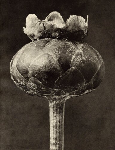 Centaurea odorata van Karl Blossfeldt, Fotografie te koop op Singulart