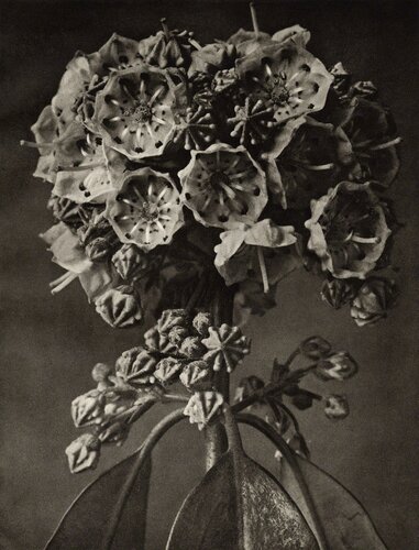 Kalmia augustifolia (Ericacae) van Karl Blossfeldt, Fotografie te koop op Singulart