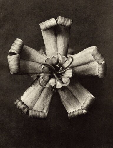Karl Blossfeldt Art for Sale on SINGULART