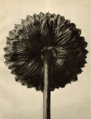 Cotula coronopifolia van Karl Blossfeldt, Fotografie te koop op Singulart