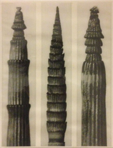 Wundergarten der Natur 7 van Karl Blossfeldt, Fotografie te koop op Singulart