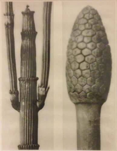 Wundergarten der Natur 4 van Karl Blossfeldt, Fotografie te koop op Singulart