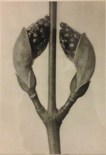 Wundergarten der Natur 8 van Karl Blossfeldt, Fotografie te koop op Singulart