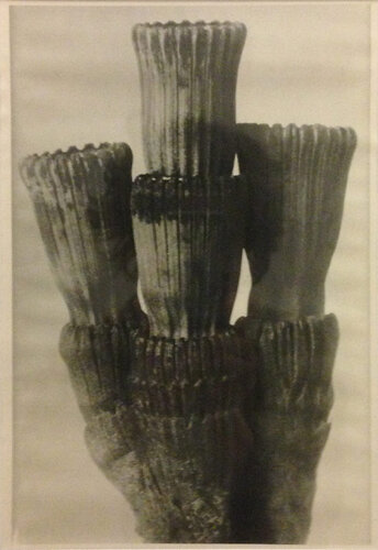 Wundergarten der Natur 5 van Karl Blossfeldt, Fotografie te koop op Singulart