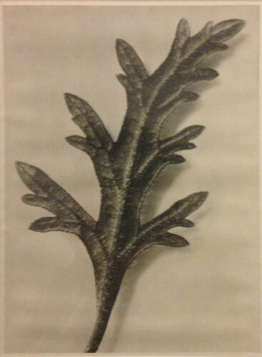 Wundergarten der Natur 3 van Karl Blossfeldt, Fotografie te koop op Singulart