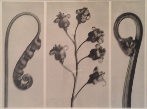 Wundergarten der Natur 9 van Karl Blossfeldt, Fotografie te koop op Singulart