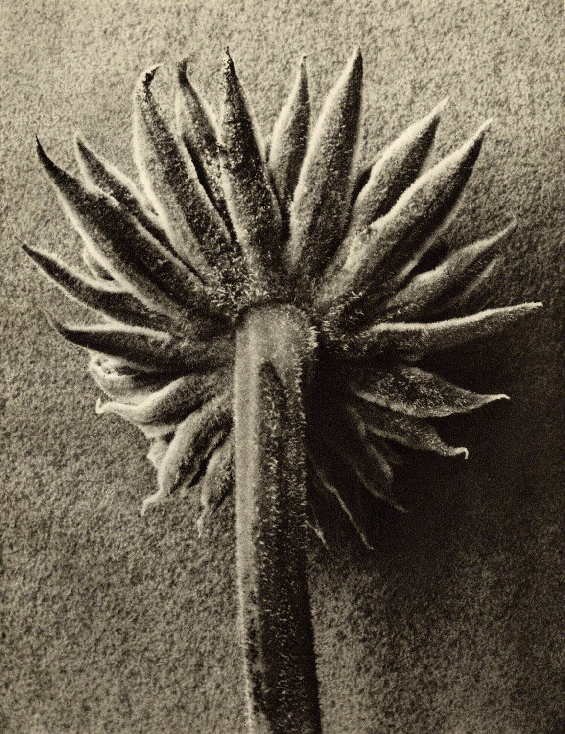 Plate 109- Seseli gummiferum Karl Blossfeldt Fotografia in vendita