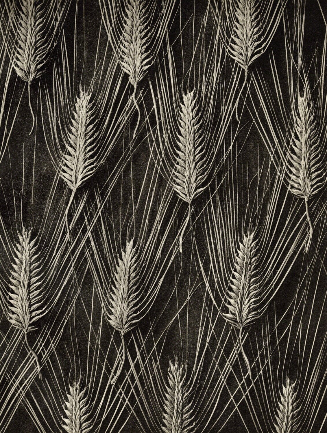 Plate 55- Hordeum distichum Karl Blossfeldt Fotografie zu verkaufen