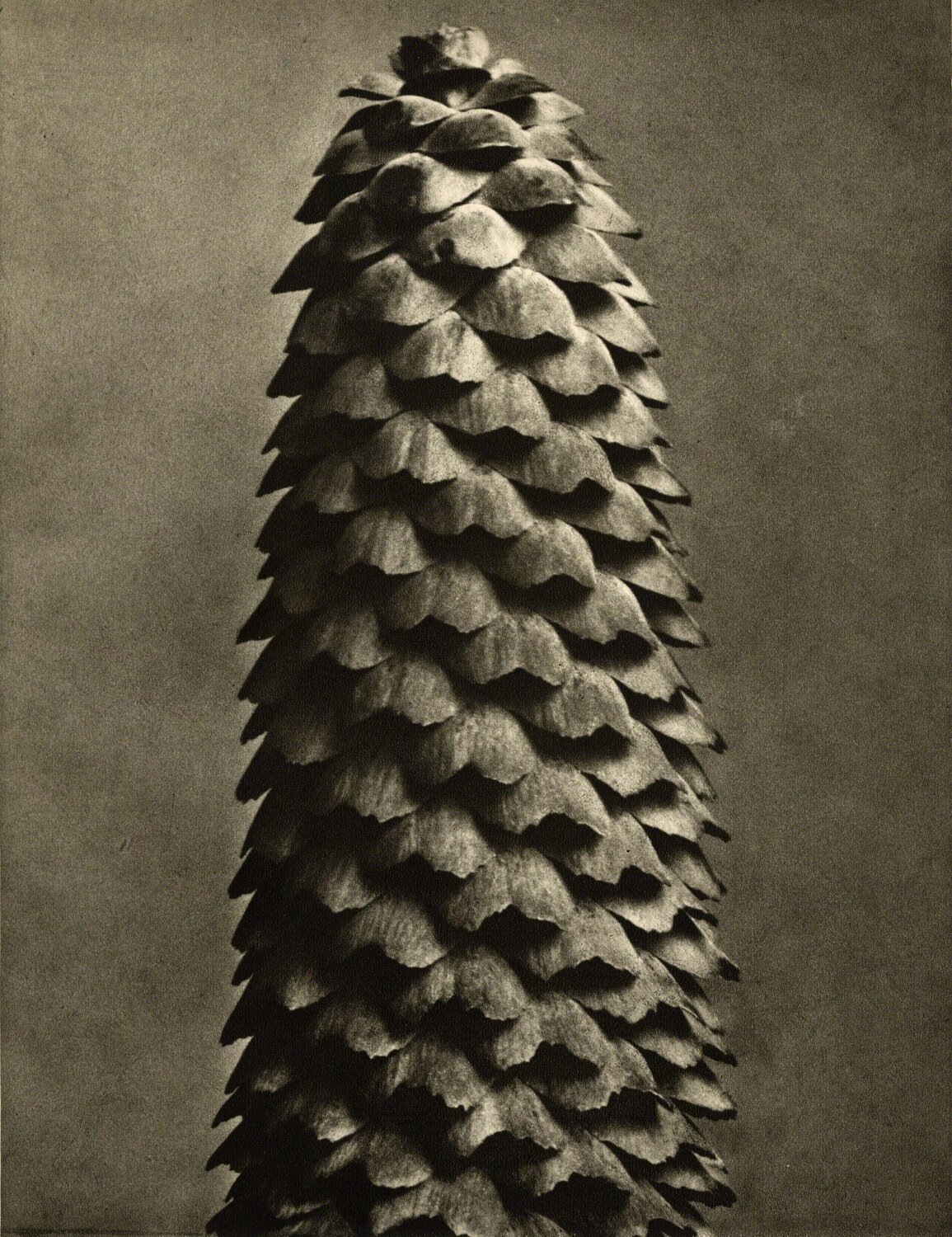 Plate 119 - Picea excelsa Karl Blossfeldt Fotografia in vendita