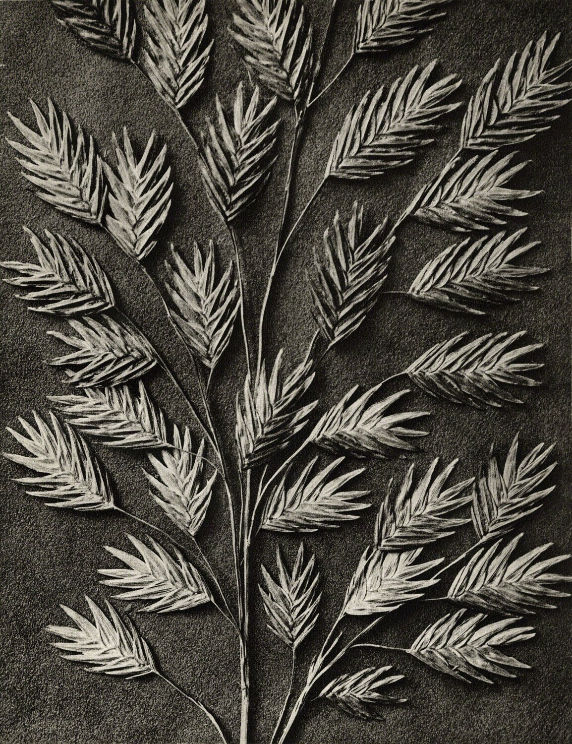 Uniola latifolia Karl Blossfeldt Fotografia in vendita