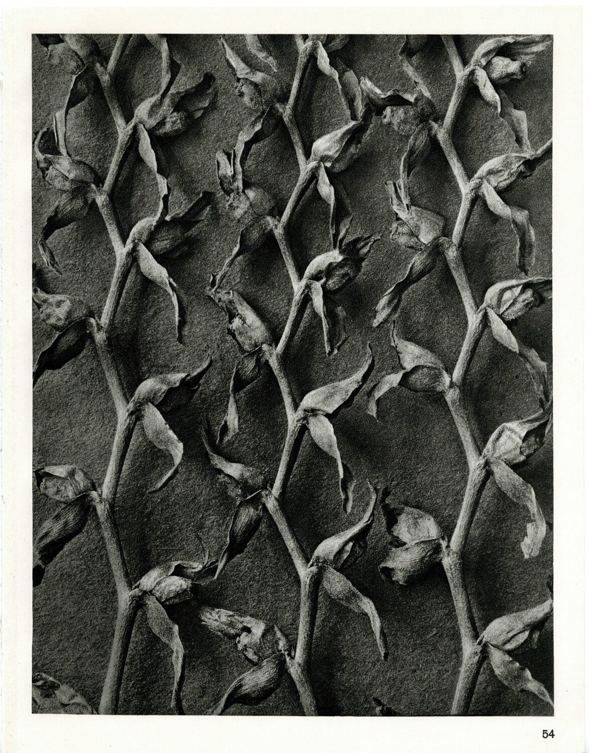Plate 54- Tritonia crocosmüflora (Iridacae) Karl Blossfeldt Fotografie zu verkaufen