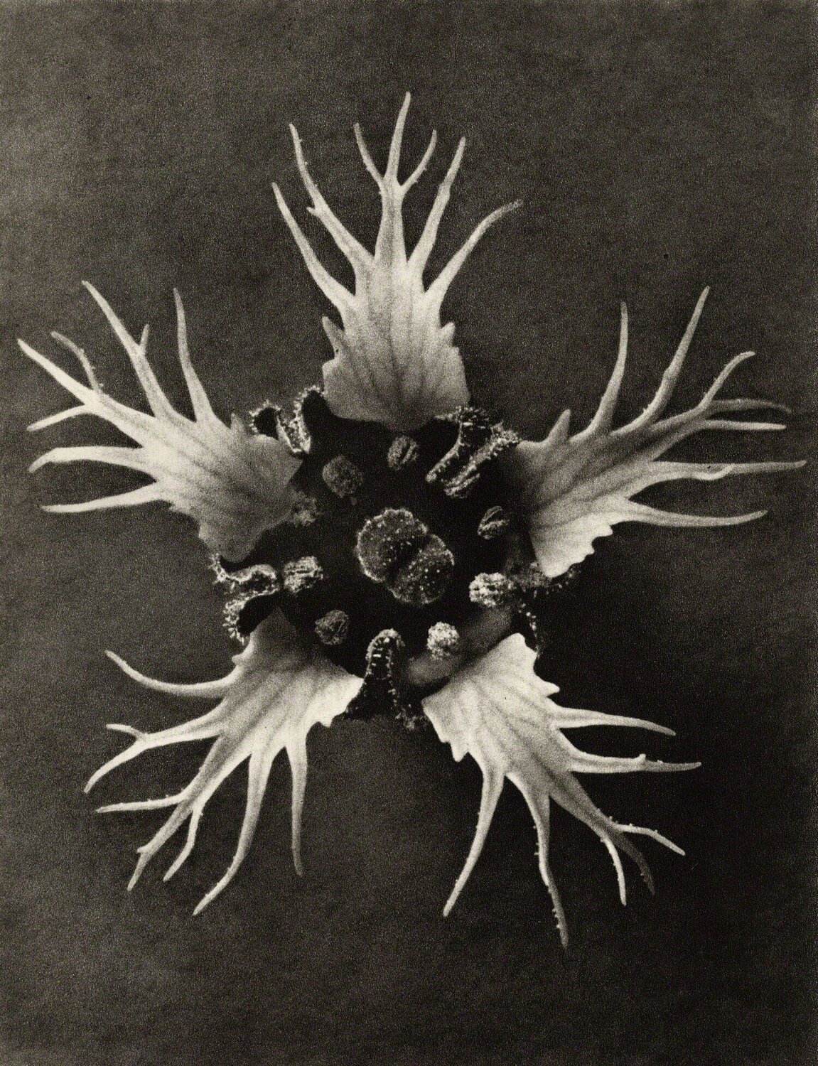 Tellima grandiflora Karl Blossfeldt Fotografie zu verkaufen