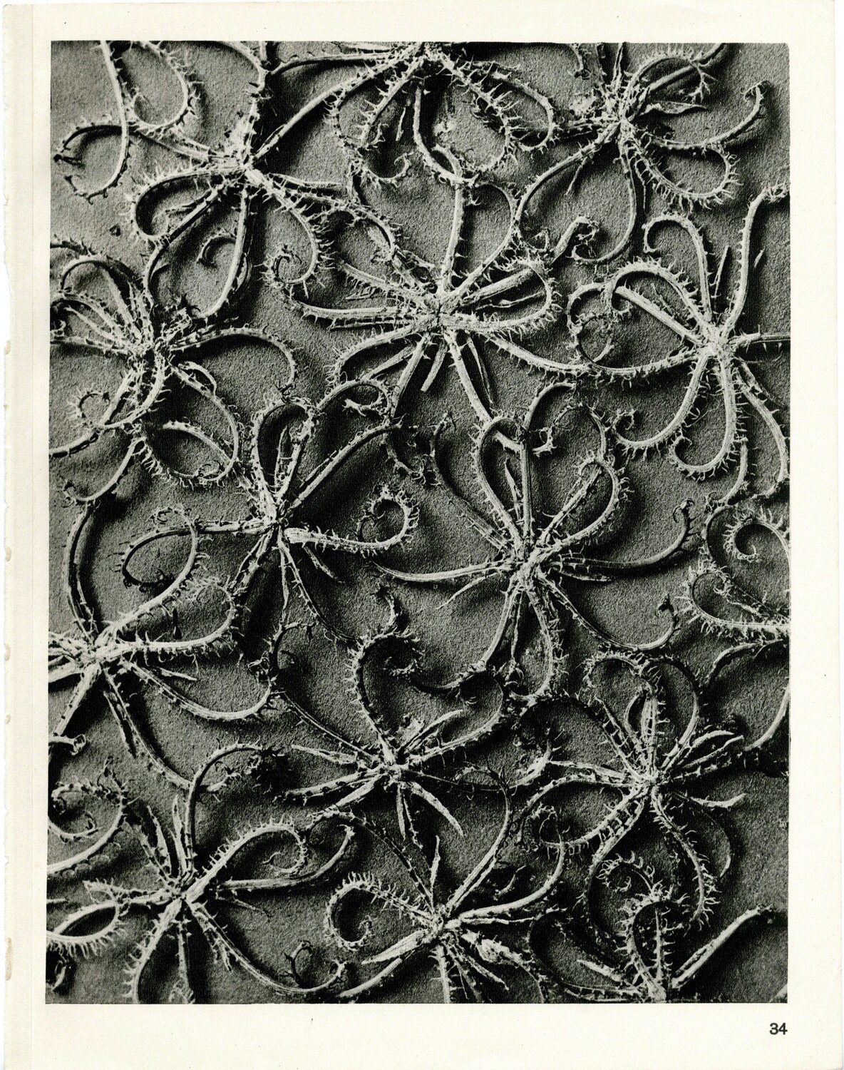 Plate 34 - Koelpinia linearis Karl Blossfeldt Fotografia in vendita