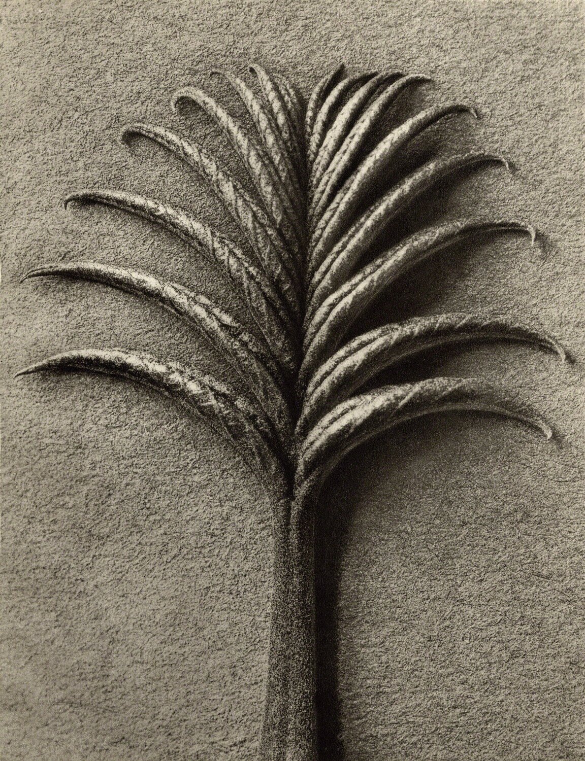 Pterocarya fraxinifolia Karl Blossfeldt Fotografia in vendita