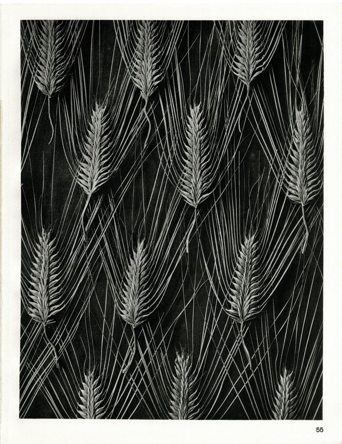 Plate 55- Hordeum distichum Karl Blossfeldt Fotografie zu verkaufen