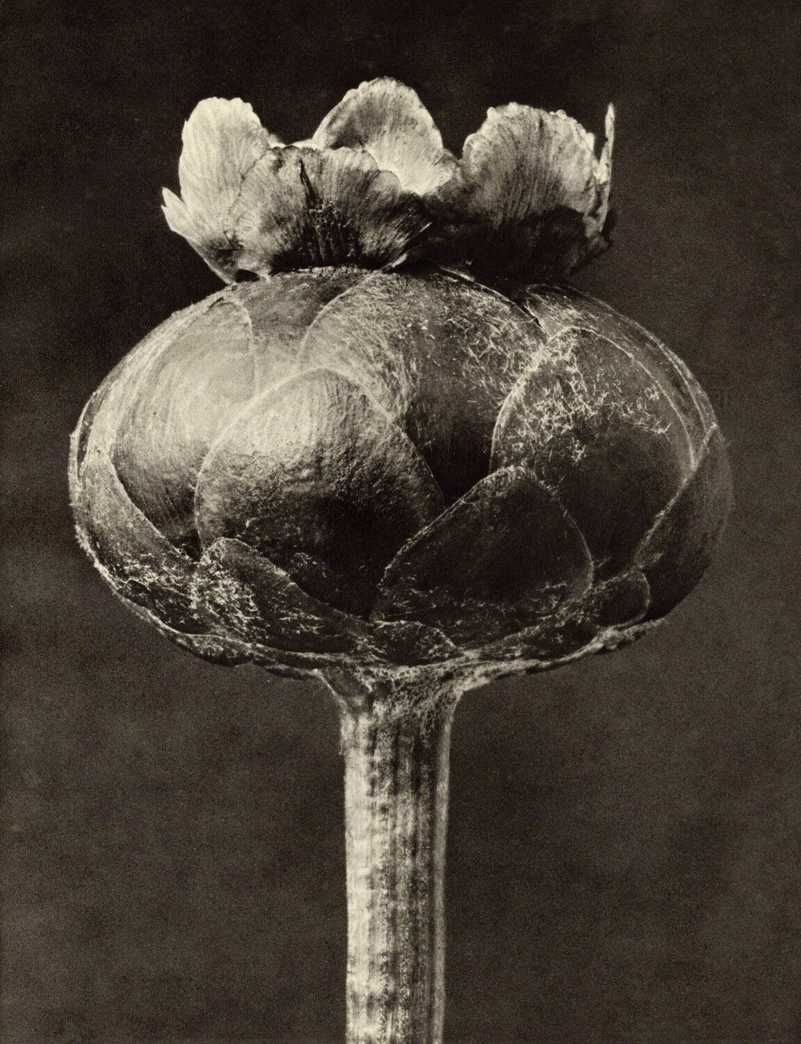 Centaurea odorata Karl Blossfeldt Fotografia in vendita
