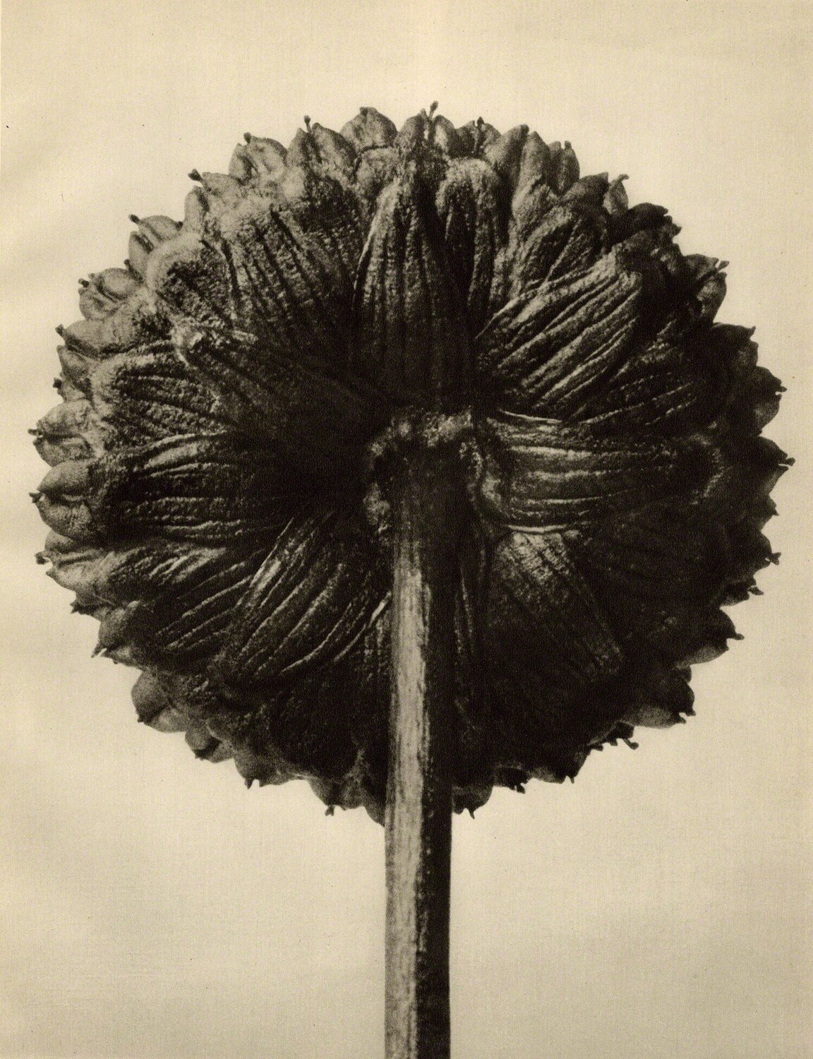 Cotula coronopifolia Karl Blossfeldt Fotografia in vendita