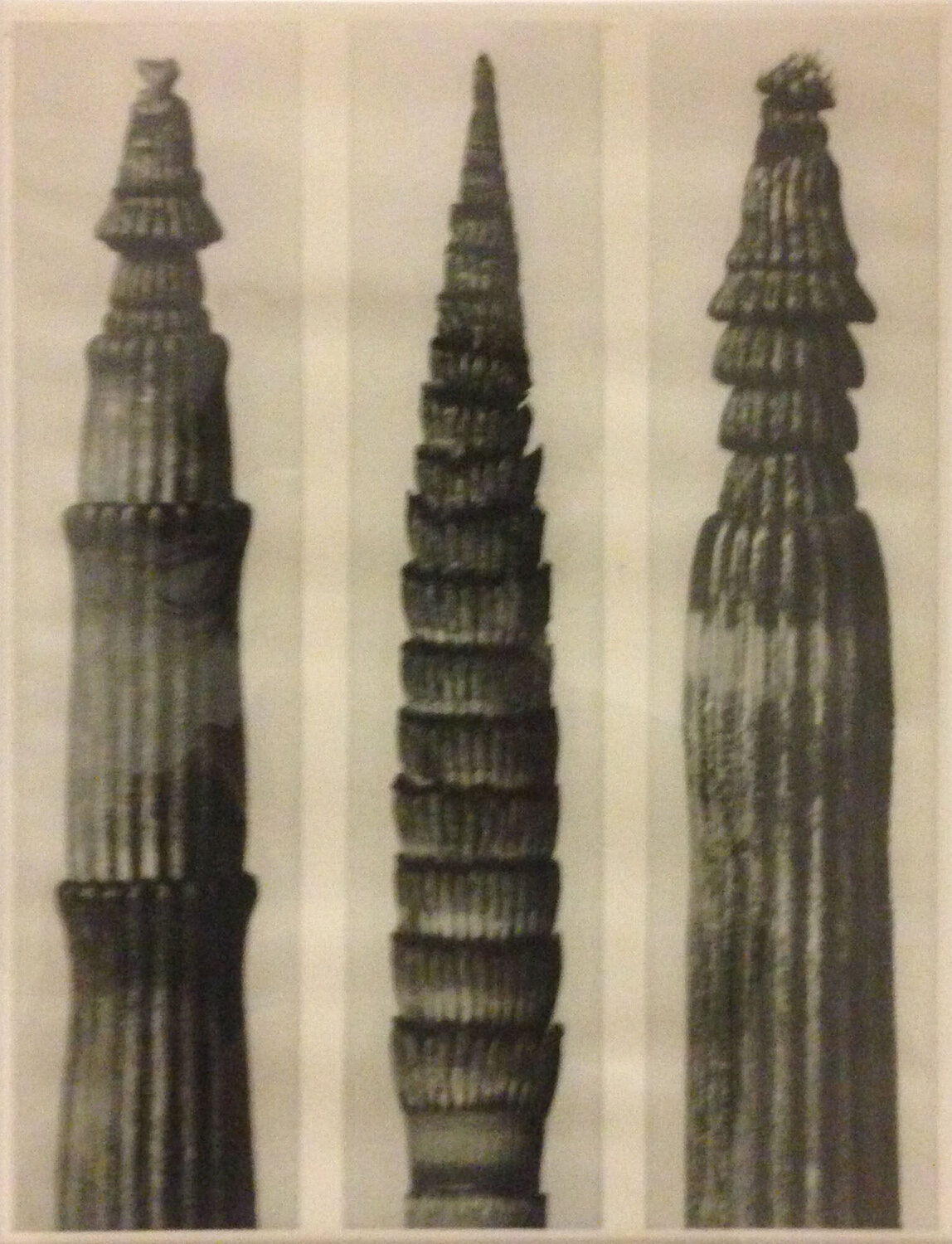 Wundergarten der Natur 7 Karl Blossfeldt Fotografie zu verkaufen