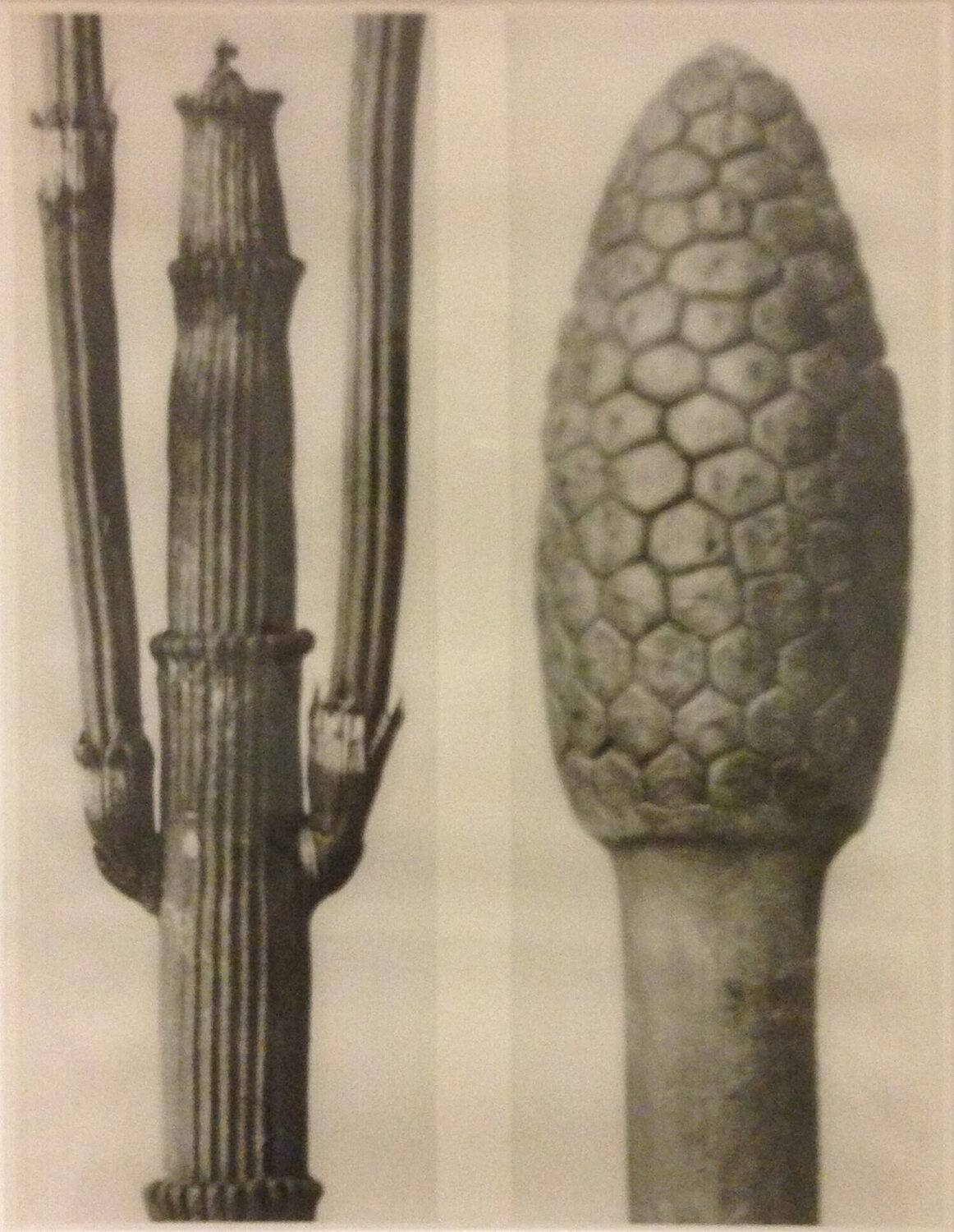 Wundergarten der Natur 4 Karl Blossfeldt Fotografie zu verkaufen