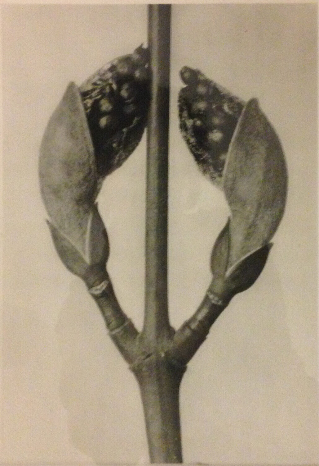Wundergarten der Natur 8 Karl Blossfeldt Fotografia in vendita