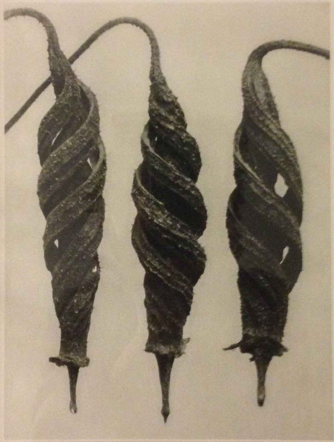Wundergarten der Natur 1 Karl Blossfeldt Fotografie zu verkaufen