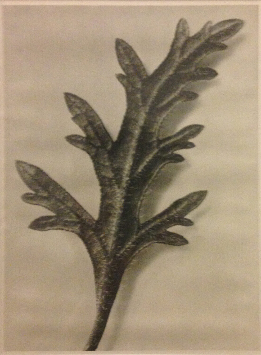Wundergarten der Natur 3 Karl Blossfeldt Fotografie zu verkaufen