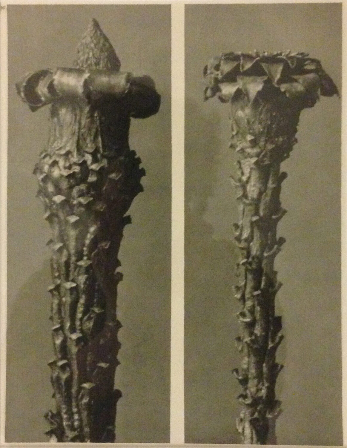 Wundergarten der Natur 6 Karl Blossfeldt Fotografie zu verkaufen