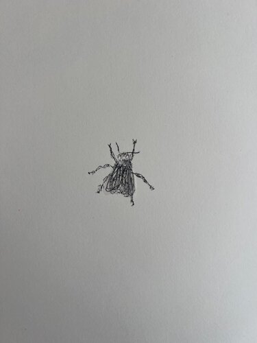 The Fly  by Kiki Smith, Print for Sale on Singulart