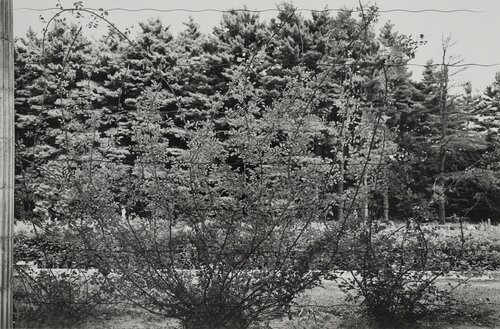 Climbing Rose Vines, Saratoga Springs, New York, from the portfolio, "Photographs of Flowers" von Lee Friedlander, Fotografie kaufen auf Singulart
