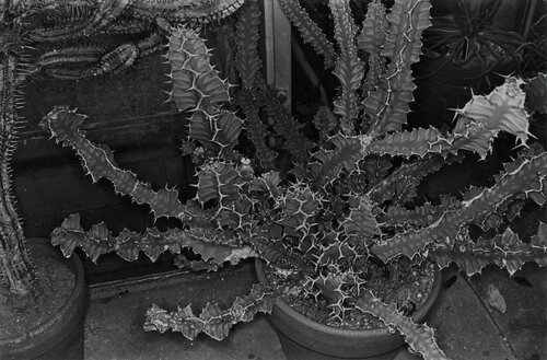 Cactus, Brooklyn Botanical garden, from Flowers von Lee Friedlander, Fotografie kaufen auf Singulart