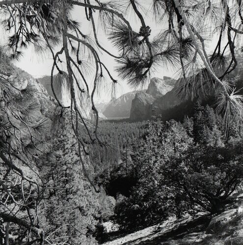 Yosemite van Lee Friedlander, Fotografie te koop op Singulart