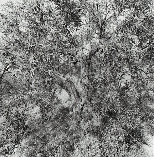 Spain di Lee Friedlander, Fotografia in vendita su Singulart
