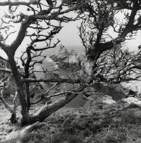 Point Lobos di Lee Friedlander, Fotografia in vendita su Singulart