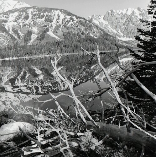 Grand Teton National Park, Wyoming di Lee Friedlander, Fotografia in vendita su Singulart