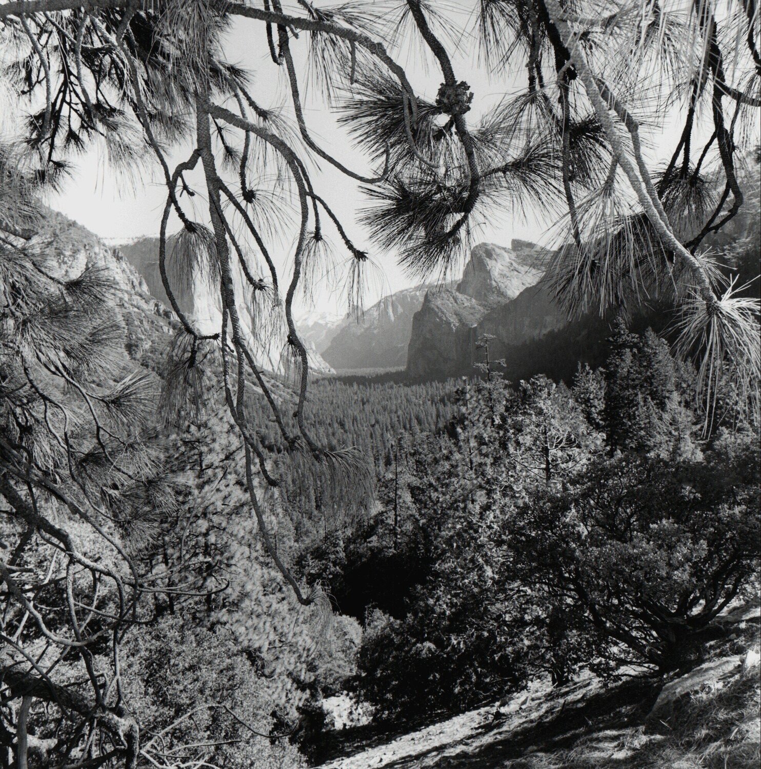 Yosemite Lee Friedlander
