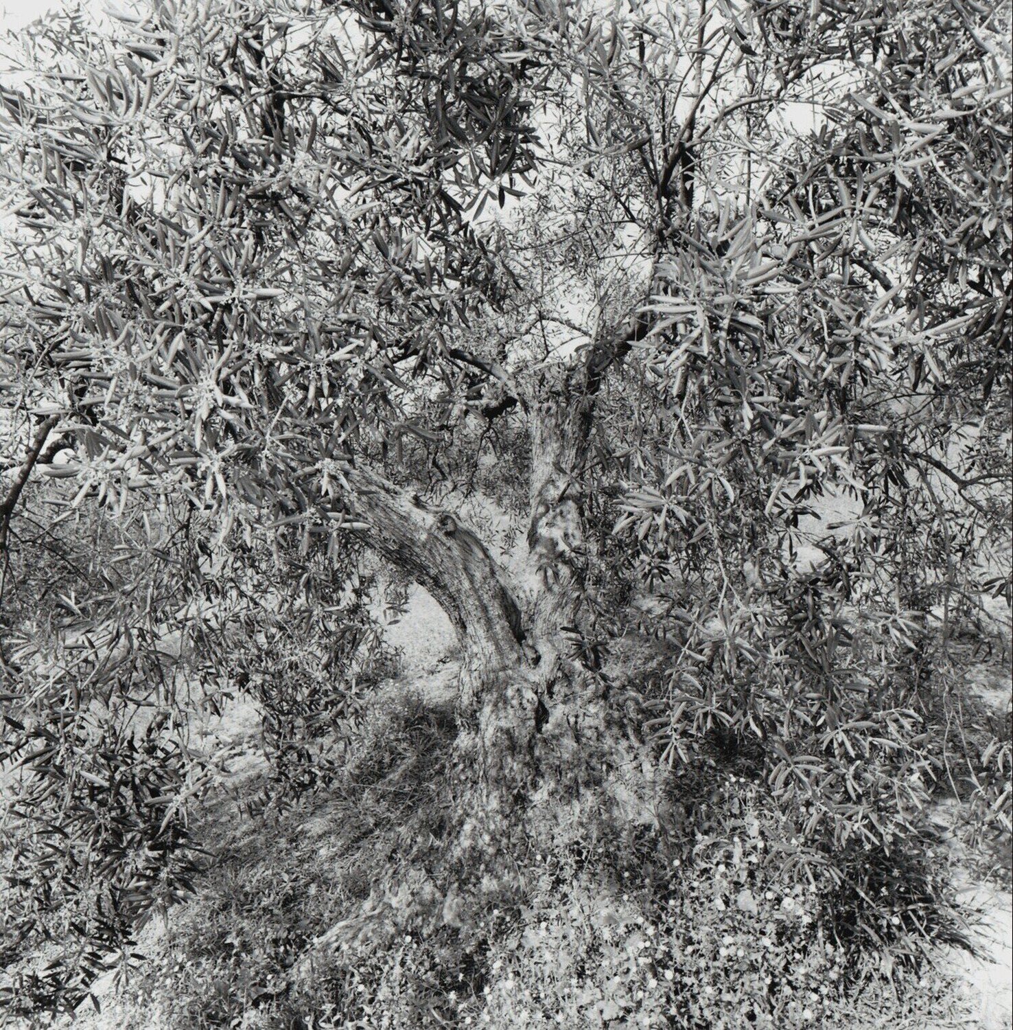 Spain Lee Friedlander